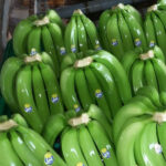 Premium Cavendish Banana