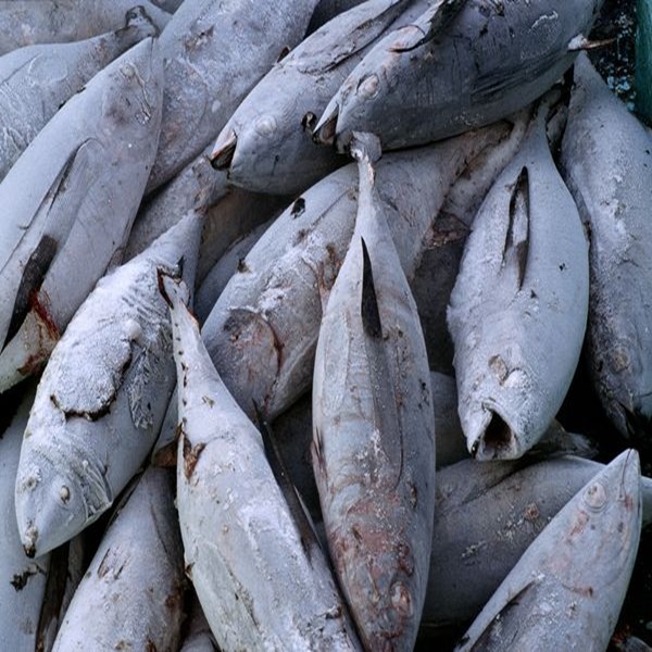 Fresh Frozen Tuna