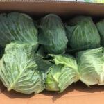 Cabbages - Image 2