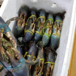 Mud / Blue / King Crabs