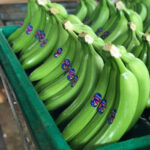 Premium Cavendish Banana - Image 2