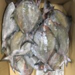 Frozen Pomfret