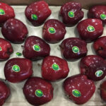 Apple Fruit