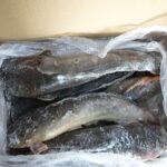 Fresh / Frozen Catfish - Image 2