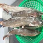 Fresh / Frozen Catfish