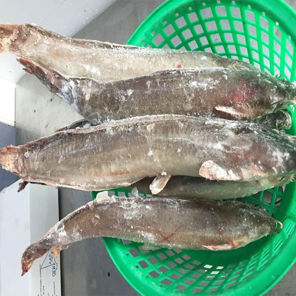 Fresh / Frozen Catfish