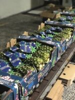 Fresh Pineapple - Image 2