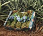 Fresh Pineapple - Image 3