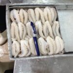 Frozen Octopus - Image 2