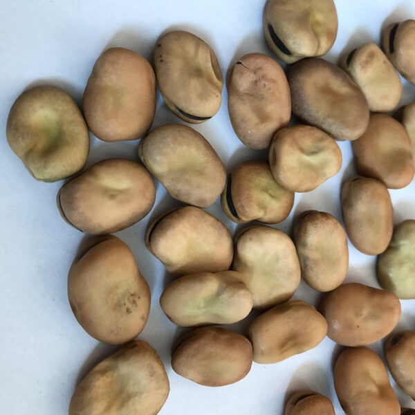 Fava beans