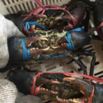 Mud / Blue / King Crabs - Image 2
