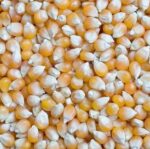 Yellow / White Corn
