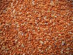 Millet - Image 2
