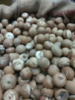 Betel Nuts - Image 2