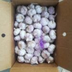 Garlic