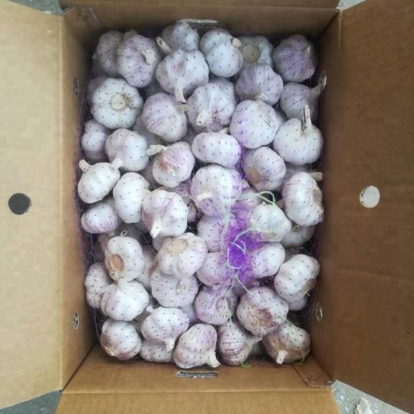 Garlic
