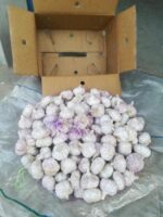 Garlic - Image 2