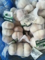 Garlic - Image 3
