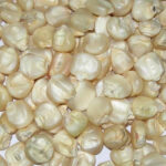 Yellow / White Corn - Image 2